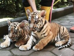 DUA ANAK HARIMAU BENGGALA DI BANDUNG ZOO MATI TERPAPAR VIRUS PANLEUKOPENIA SEJAK FEBRUARI 2026
