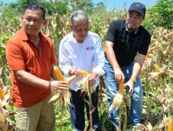 BAHARKAM POLRI BERSINERGI DENGAN MASYARAKAT GELAR PANEN RAYA JAGUNG PERKUAT KETAHANAN PANGAN NASIONAL