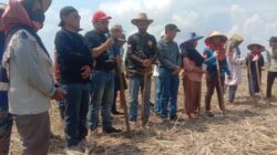 INDRAMAYU DIPROYEKSIKAN SEBAGAI SENTRA PEMBIBITAN KEDELAI NASIONAL