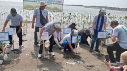 PERUSAHAAN ASAL JEPANG TANAM 15 RIBU POHON MANGROVE DI PANTAI TIRIS